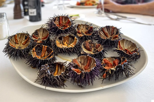 Palafrugell Sea urchins